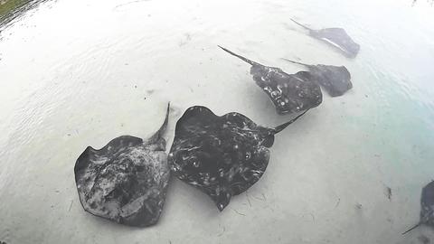 Smooth Stingrays of Inverloch