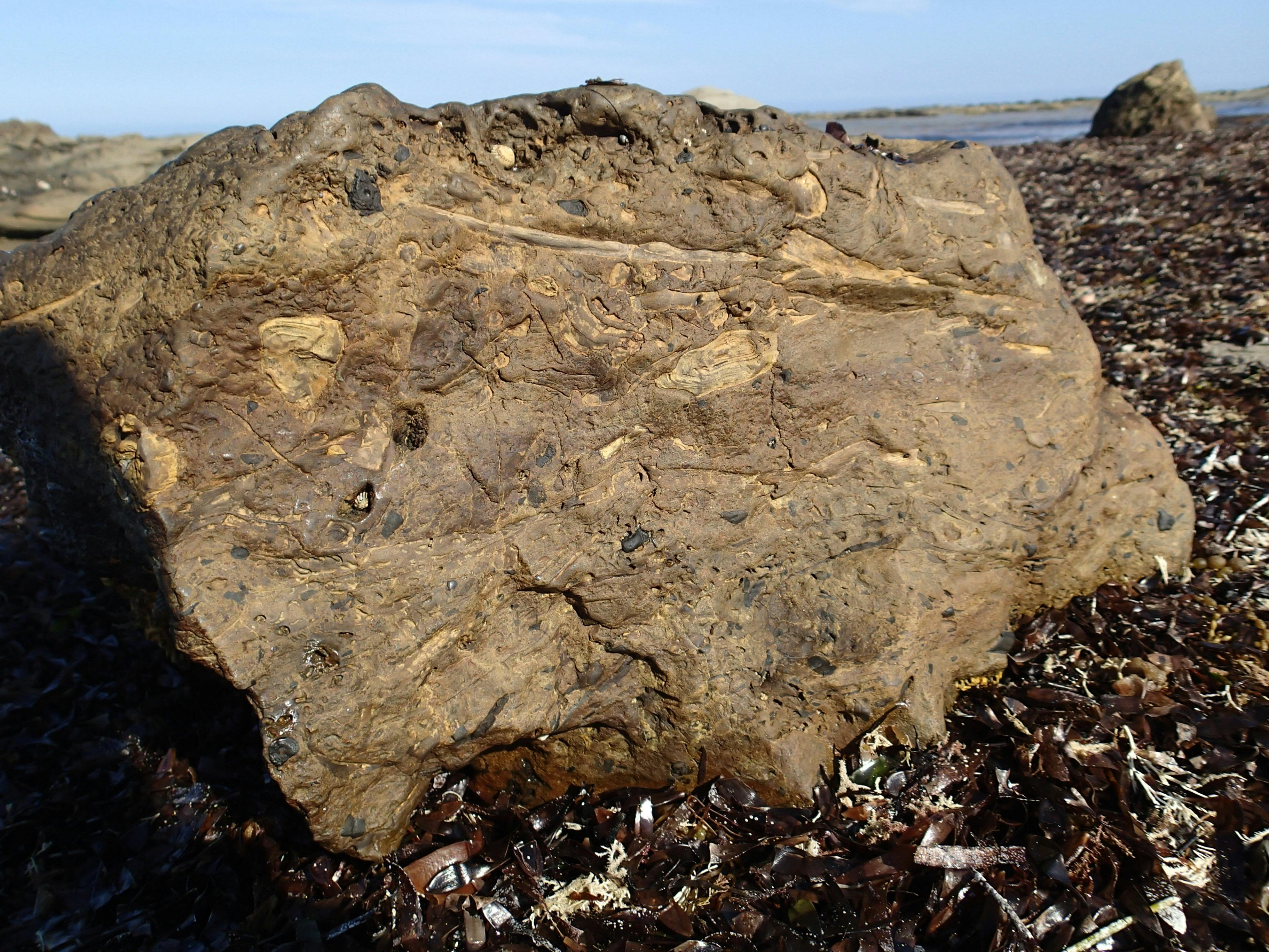 Fossil Bearing Rock, Flat Rocks, Inverloch