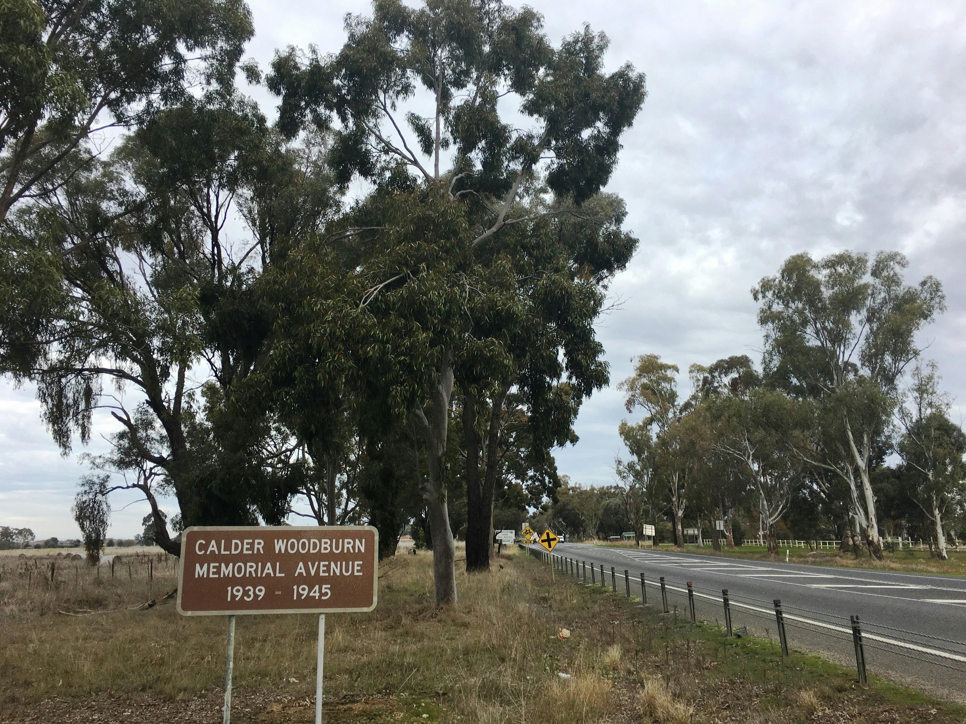 Calder Woodburn Memorial Avenue of trees
