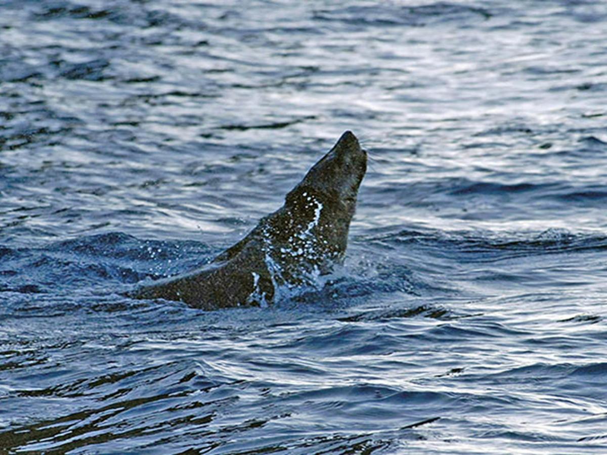 A seal pokes its head out of water in Jervis Bay. Photo: Michael Van Ewijk &copy; DPIE