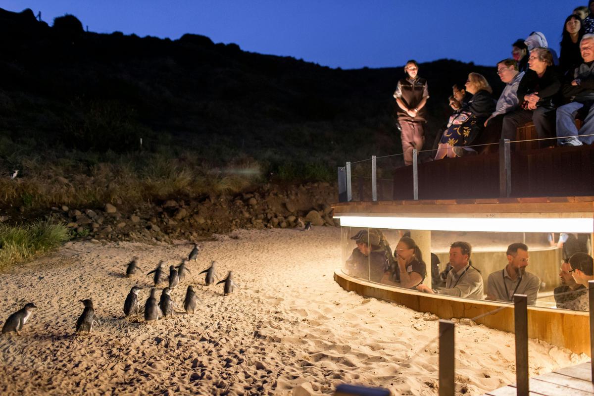 Penguin Parade Phillip Island Luxury Private Tour Express