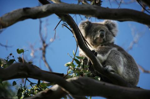 Great Ocean Road Koala Private Luxury