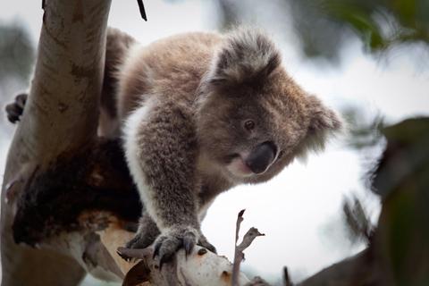 Phillip Island Koala Luxury Private Tour