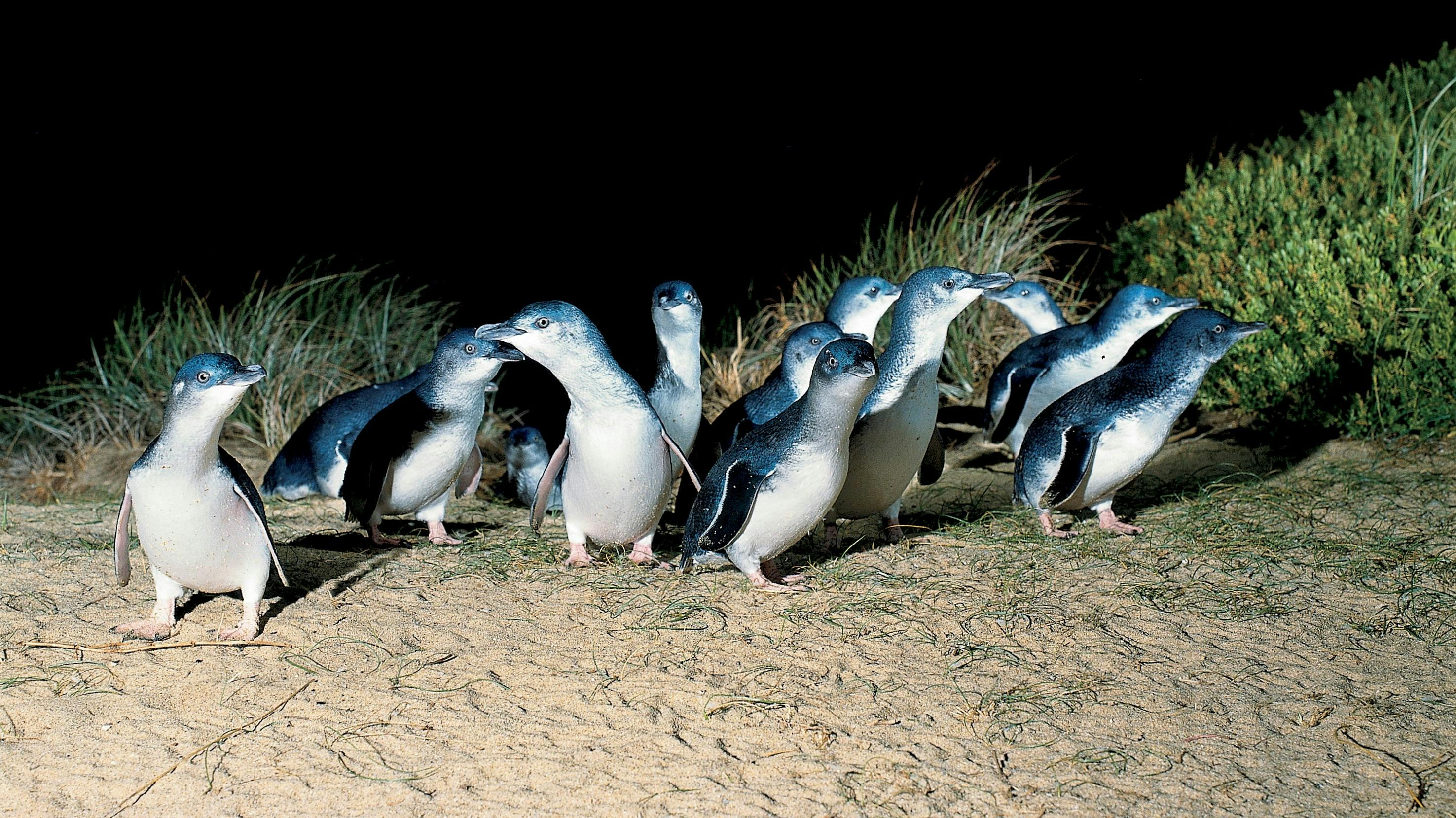 Penguin Parade