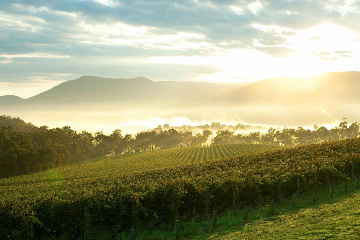 Yarra Valley Private Luxury Tour