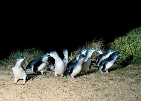 Penguin Parade Phillip Island Private Tour