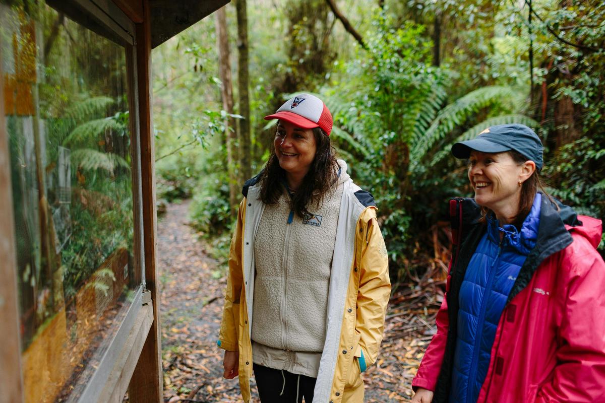 Enjoy a walk and the spectacular tall Ada Tree
