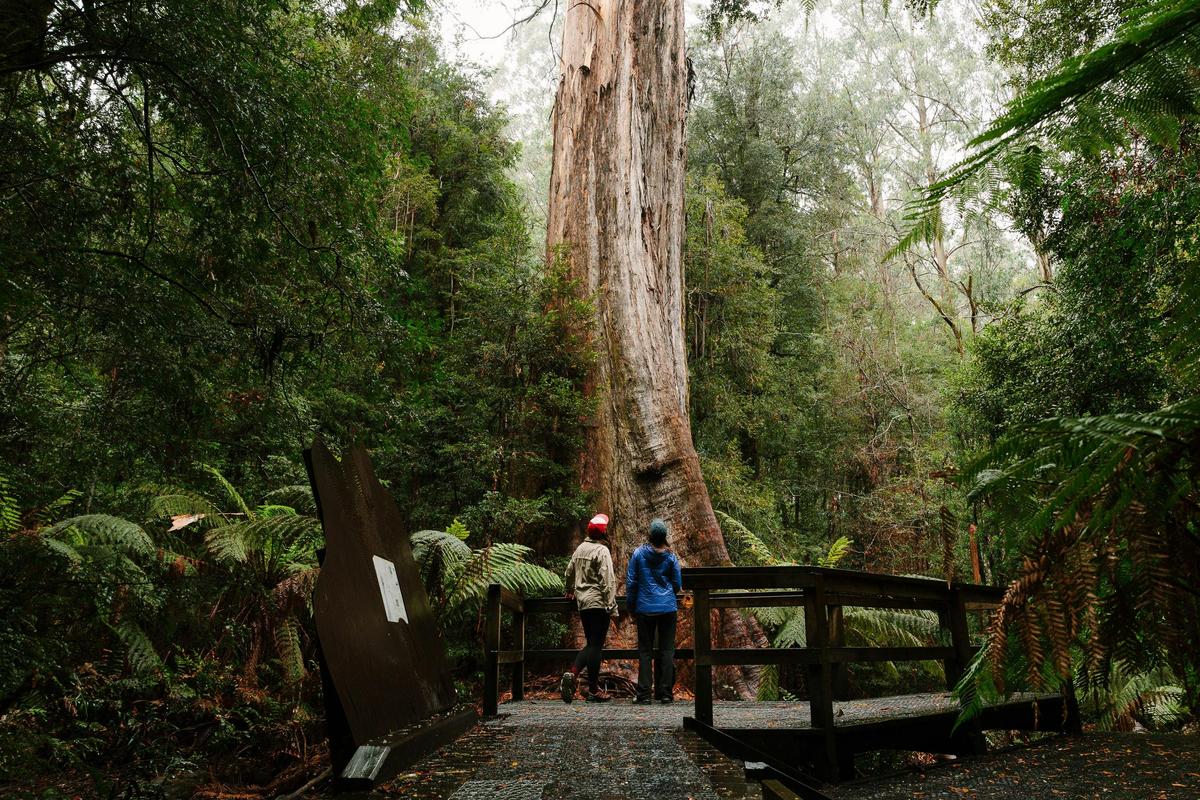 Enjoy a walk and the spectacular tall Ada Tree