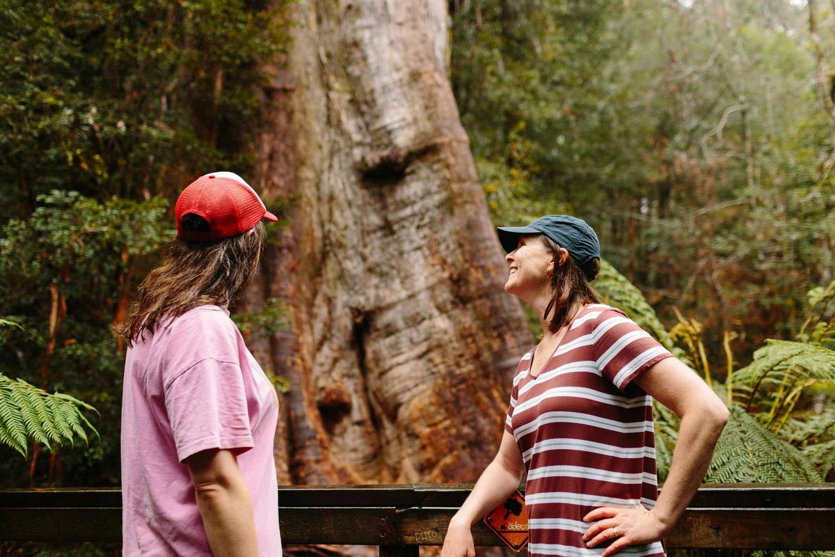 Enjoy a walk and the spectacular tall Ada Tree