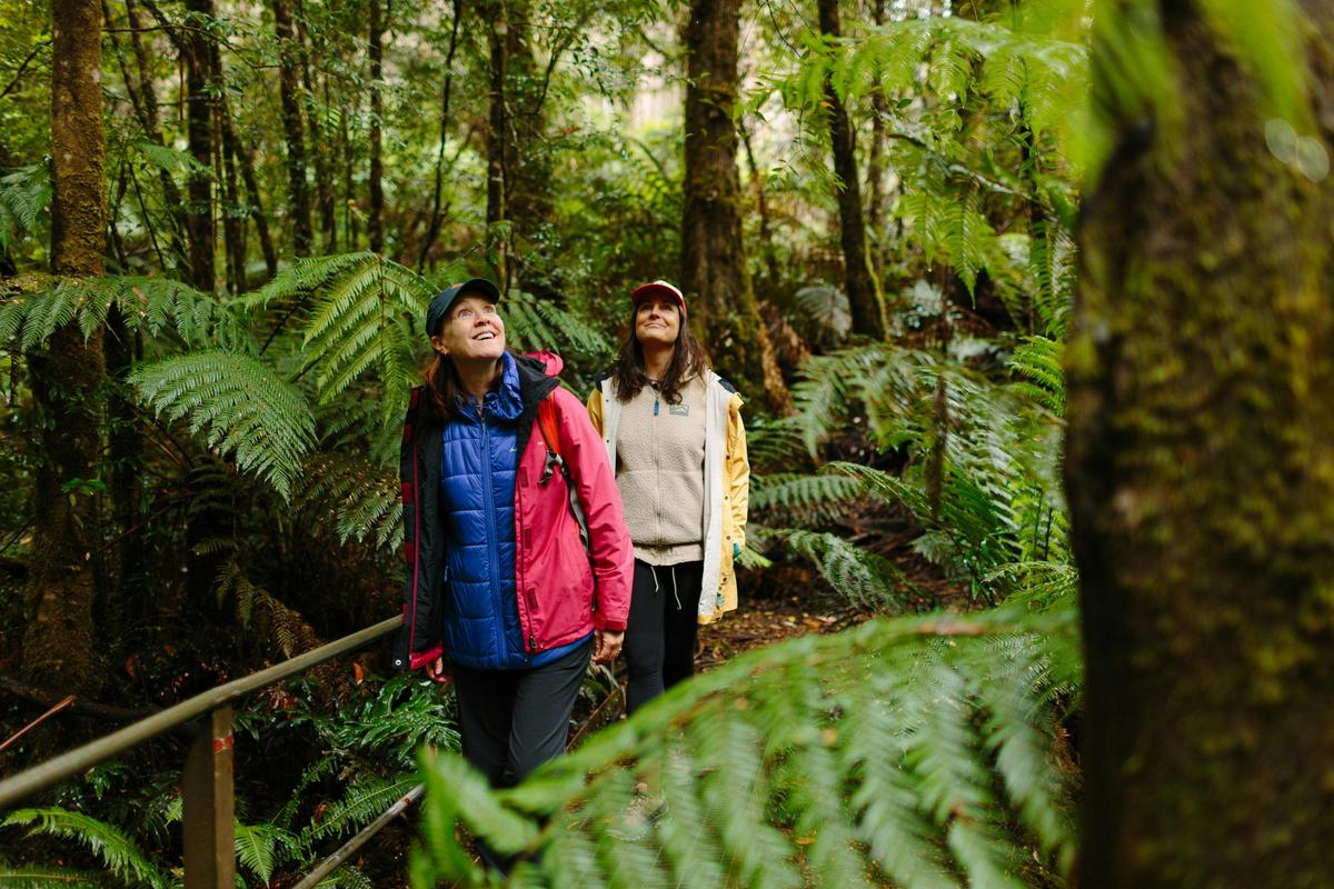 Enjoy a walk and the spectacular tall Ada Tree