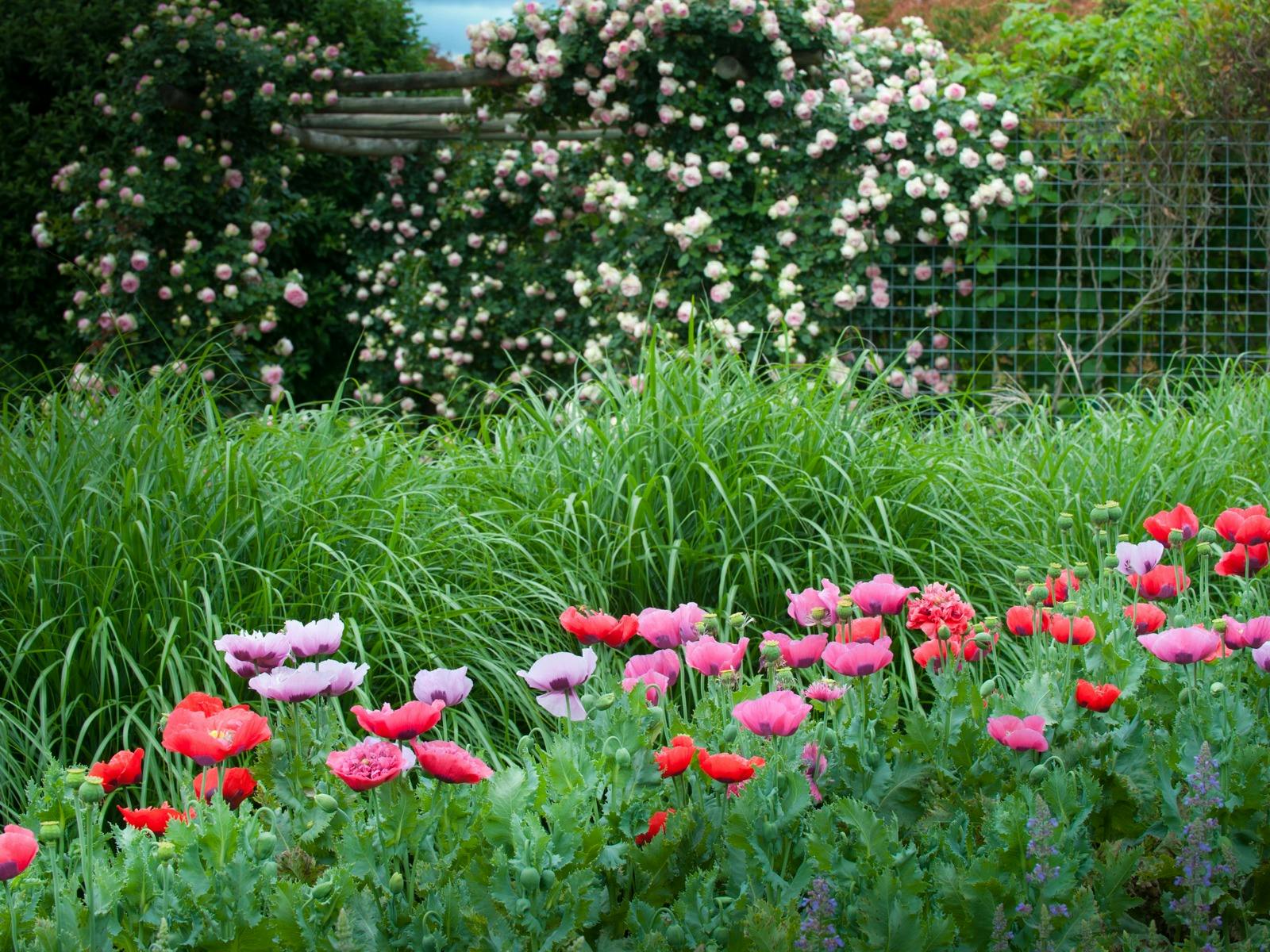 Poppies in the garden