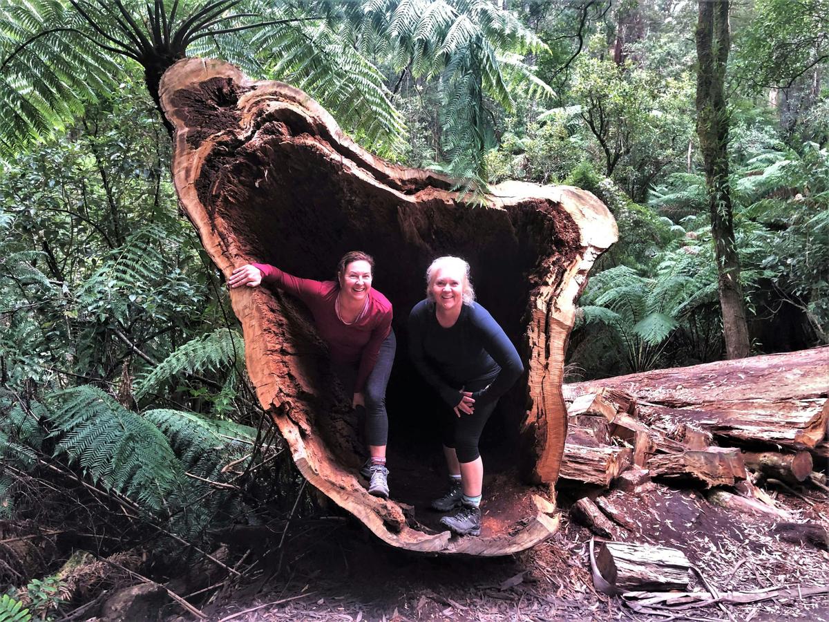 AllTrails Tours Great Ocean Walk Tour
