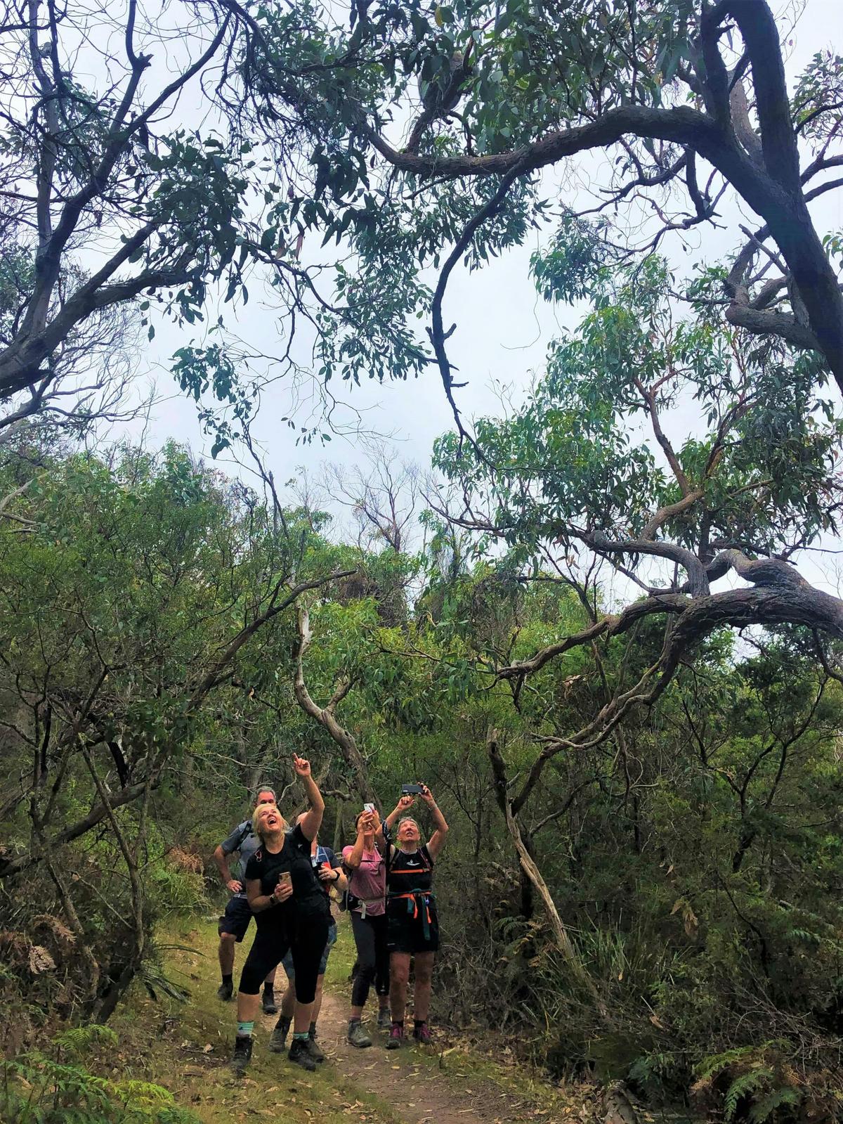 AllTrails Tours Great Ocean Walk Tour