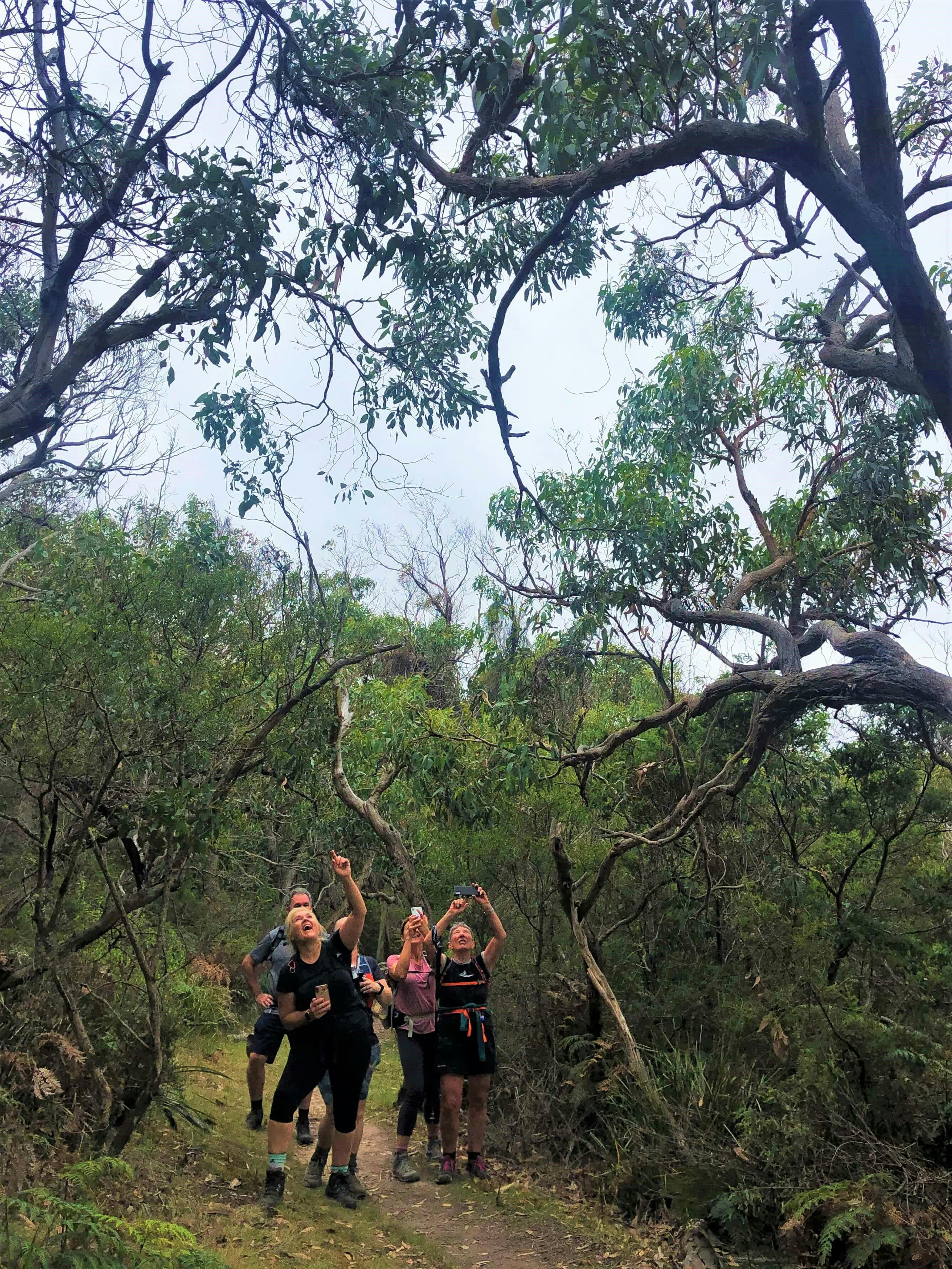 AllTrails Tours Great Ocean Walk Tour