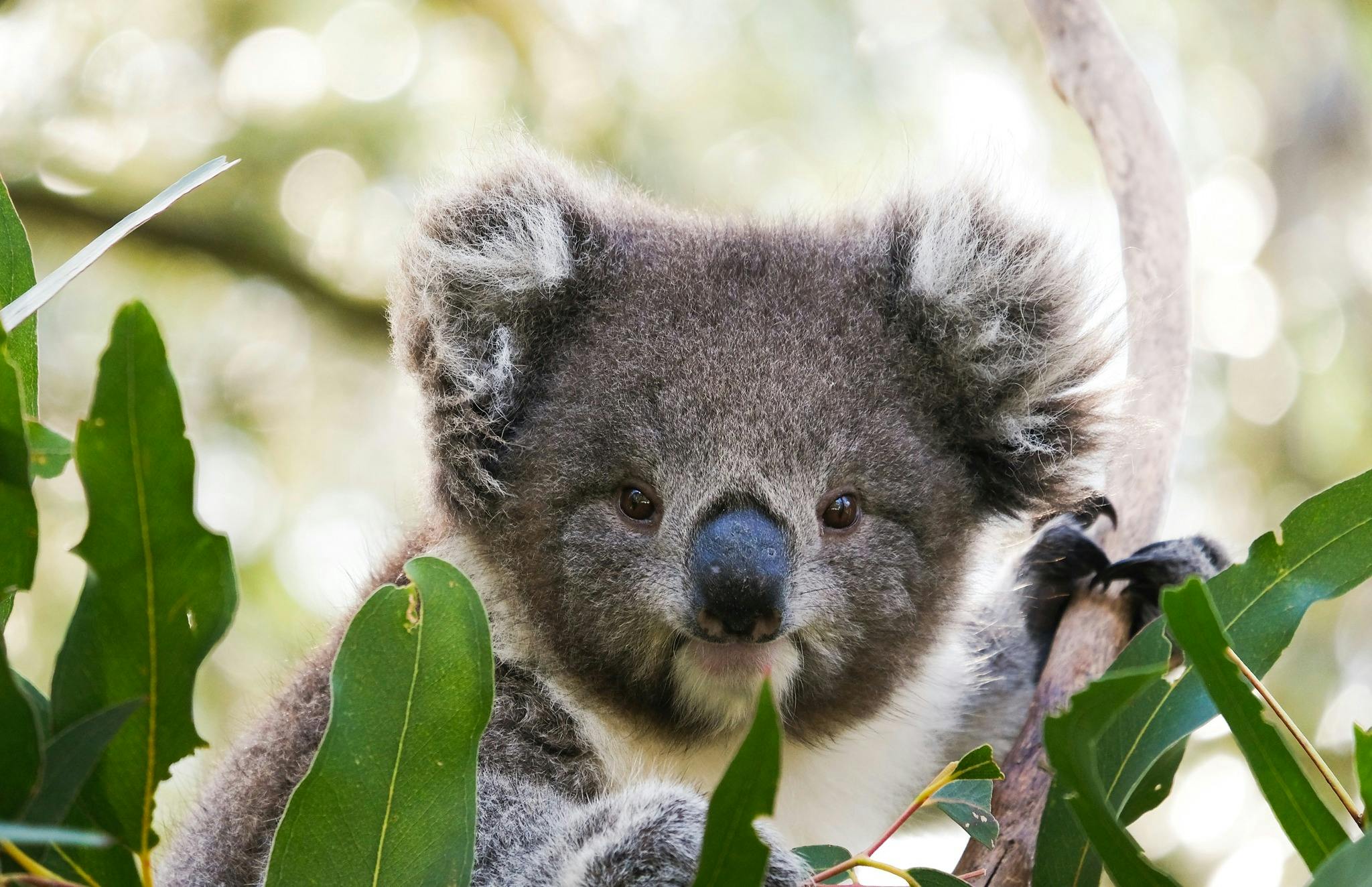 Koala