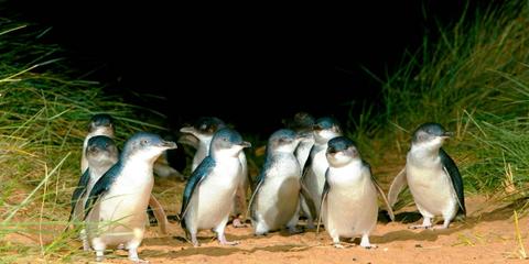 Anchor Belle Holiday Park