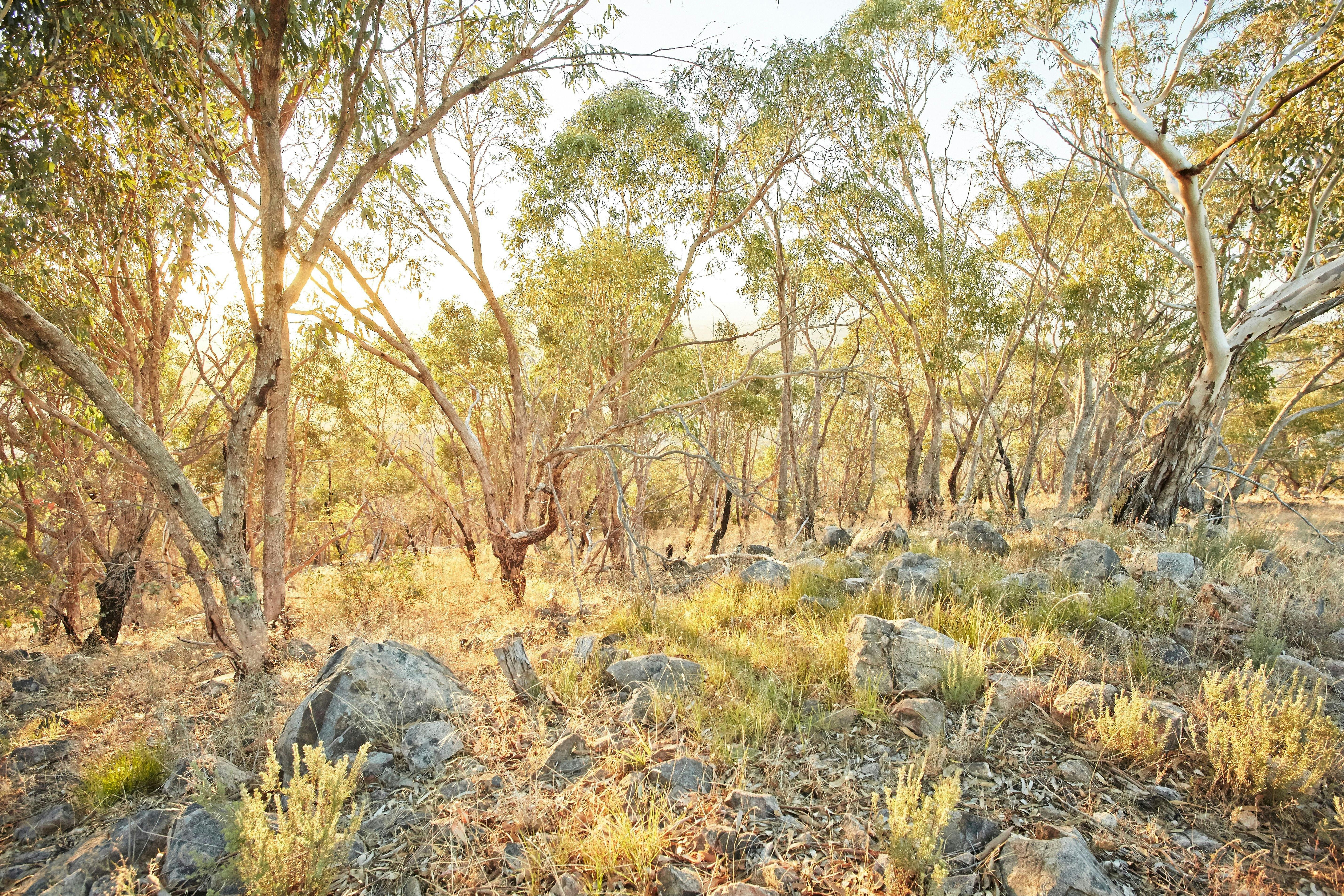 Warby Ovens National Park