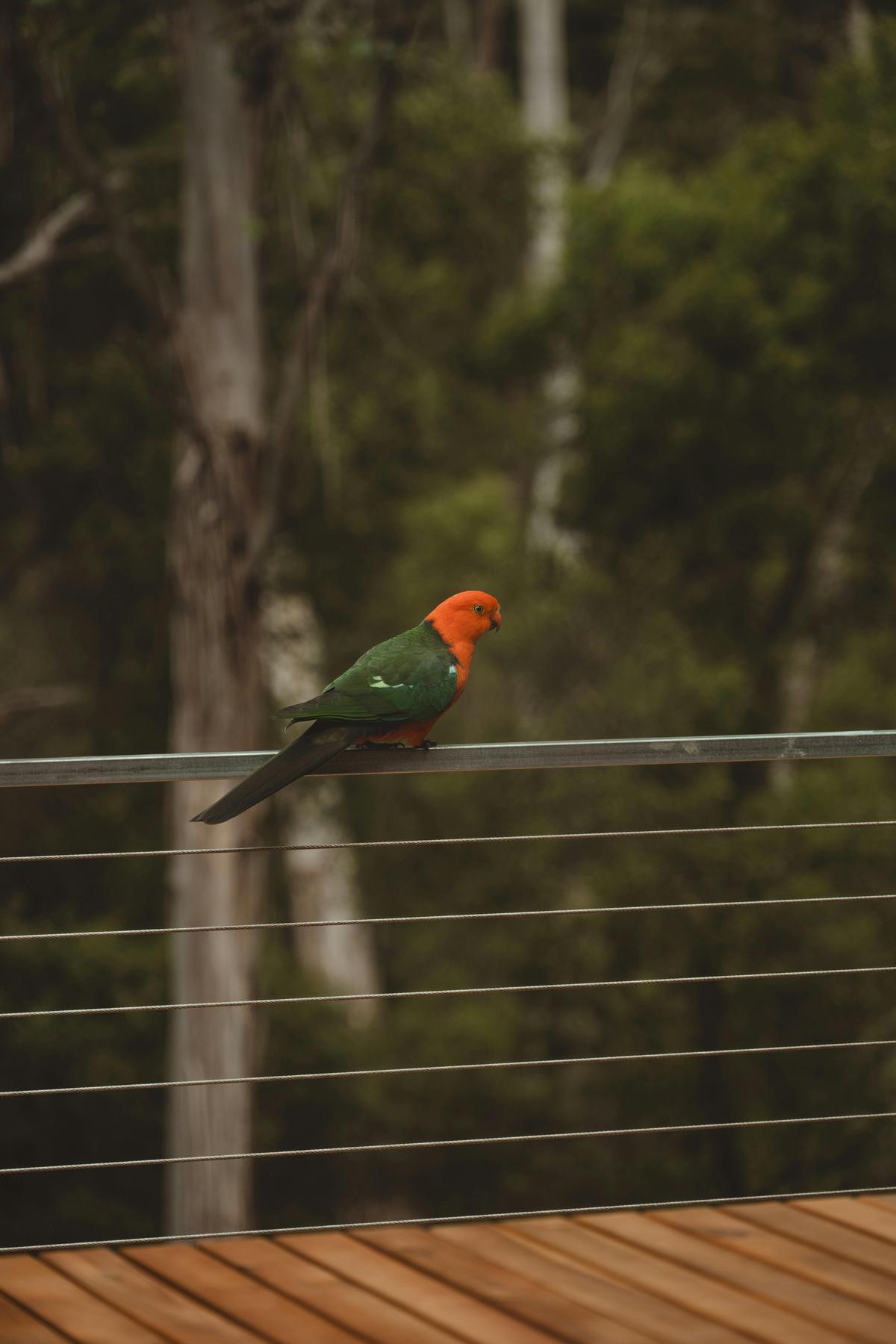 AMS Mt Buller