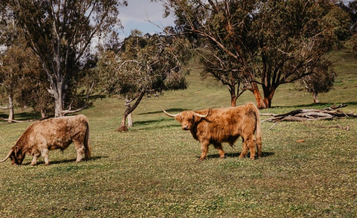 Farm Animals on Farmgate Experience