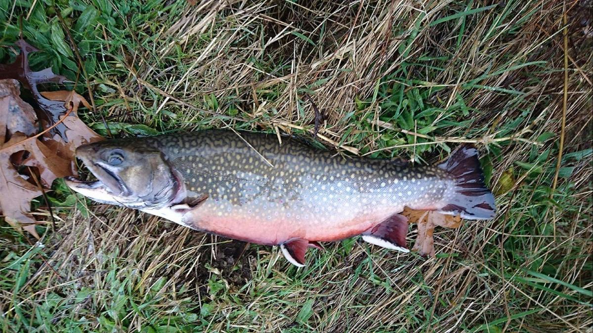 A fat brook trout from the dam