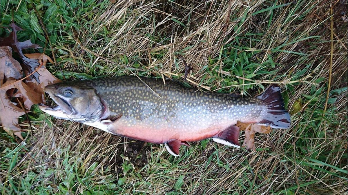 Riverdowns Fly Fishing Guiding and Instruction