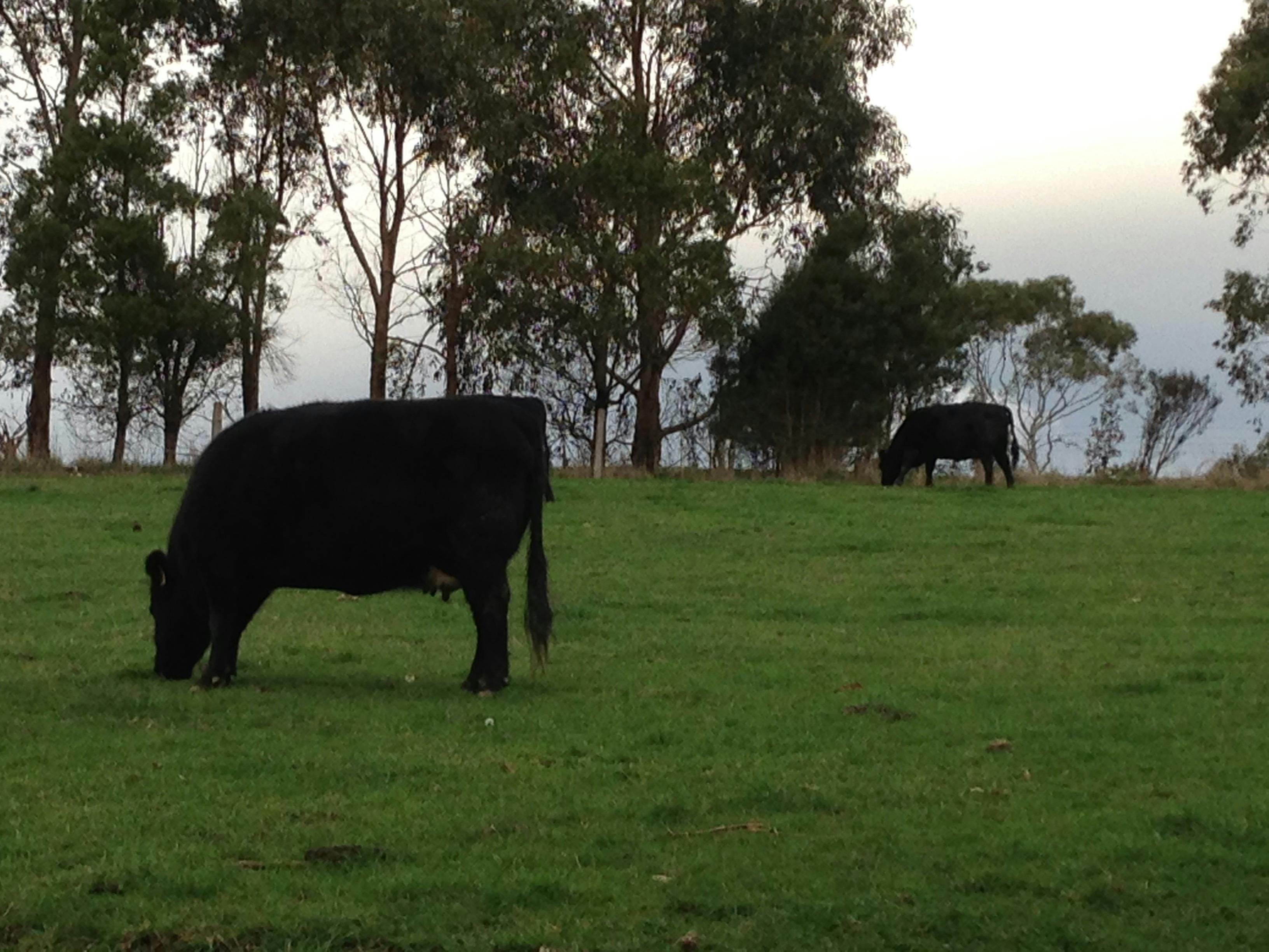 Set in rural property