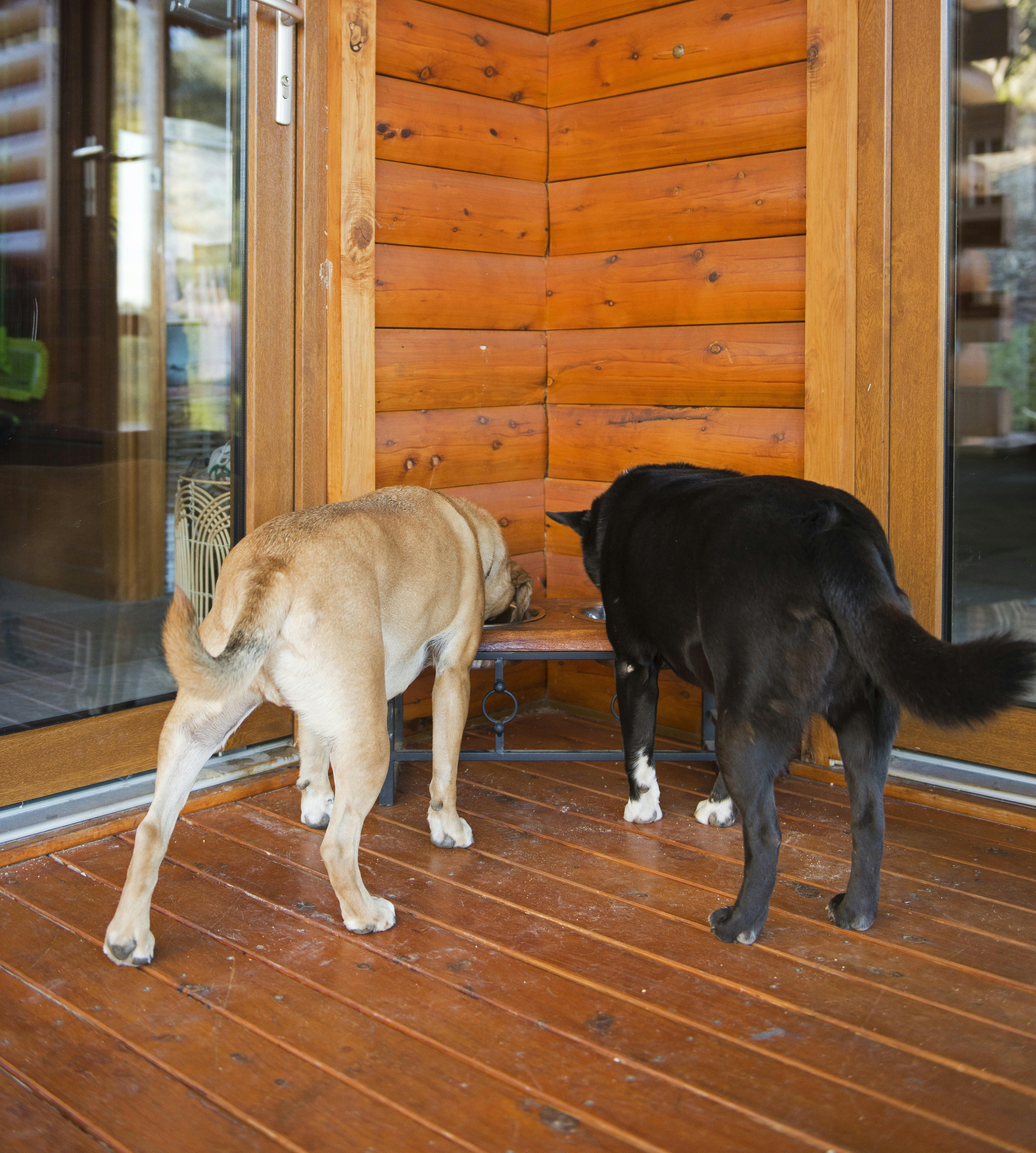 Furry friends welcome - bring your beloved companions along for the adventure.