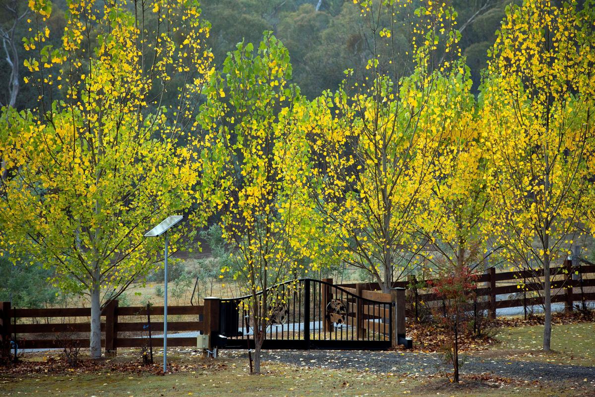 A warm country welcome - the tree-lined driveway glows with autumn colour.