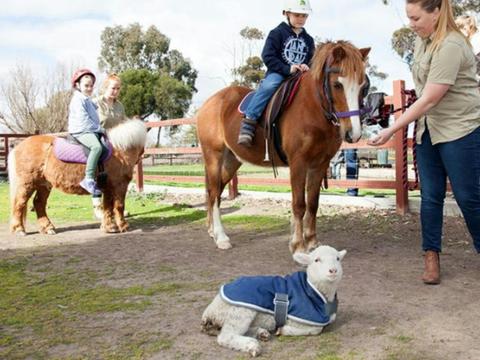 Animal Land Children's Farm