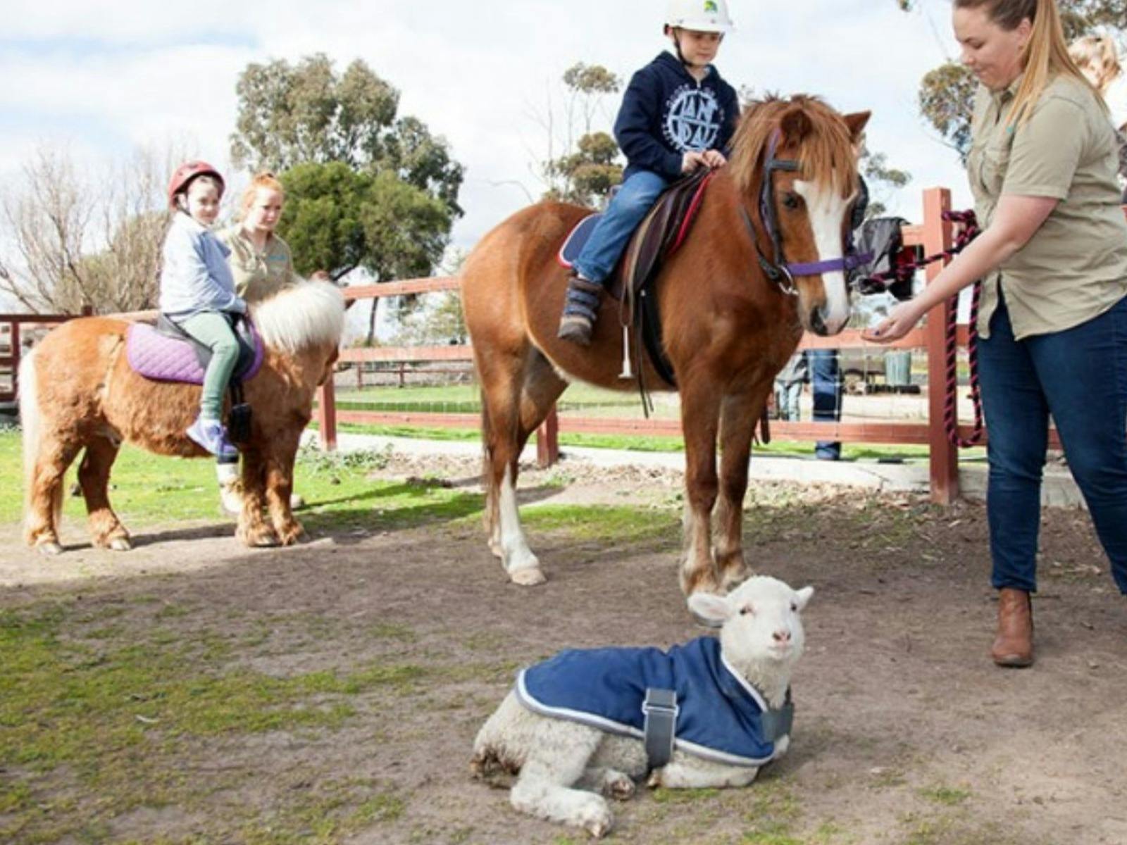 Pony Ride at Animal land