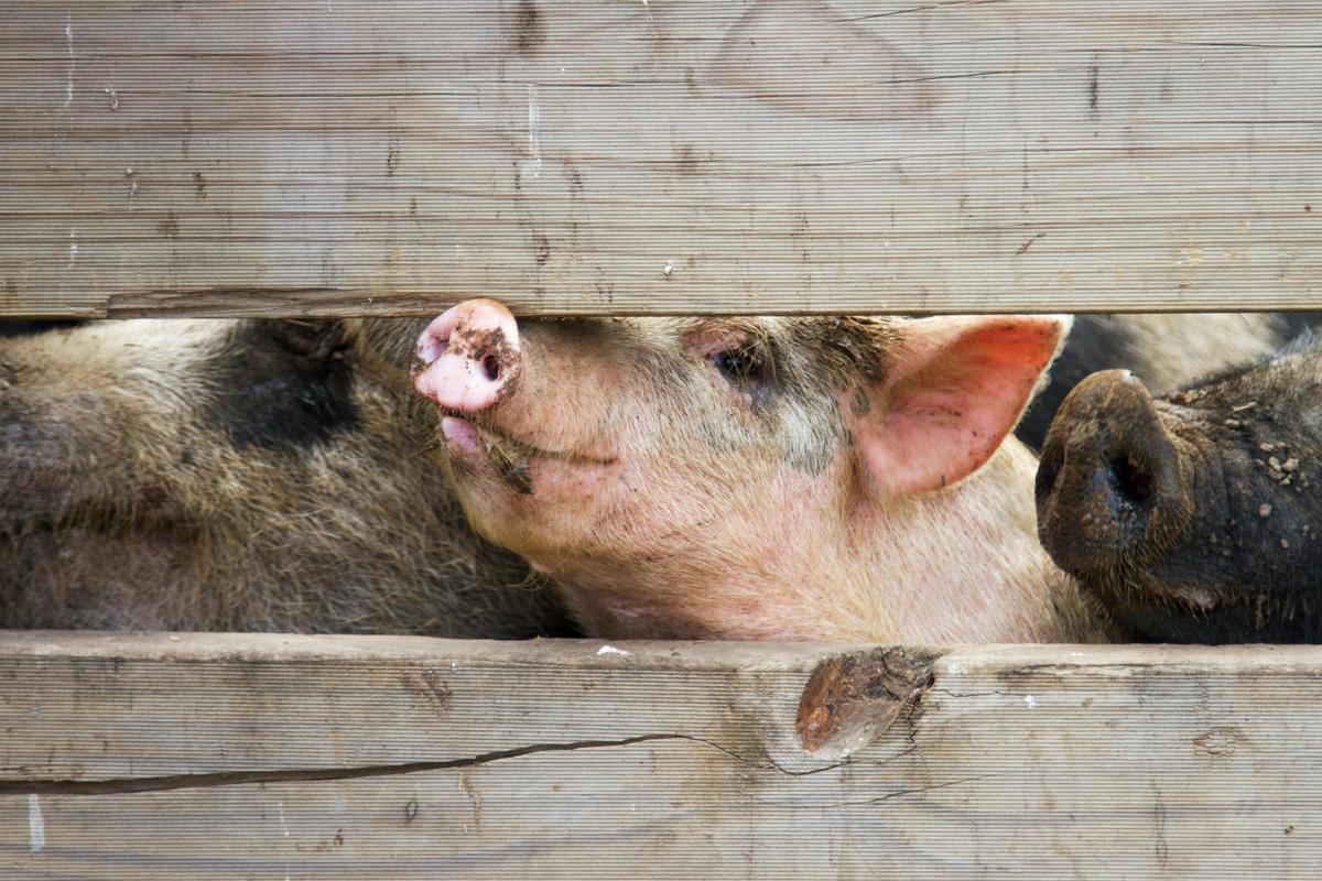 Pig smiling