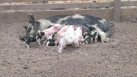 Animal Land Children's Farm