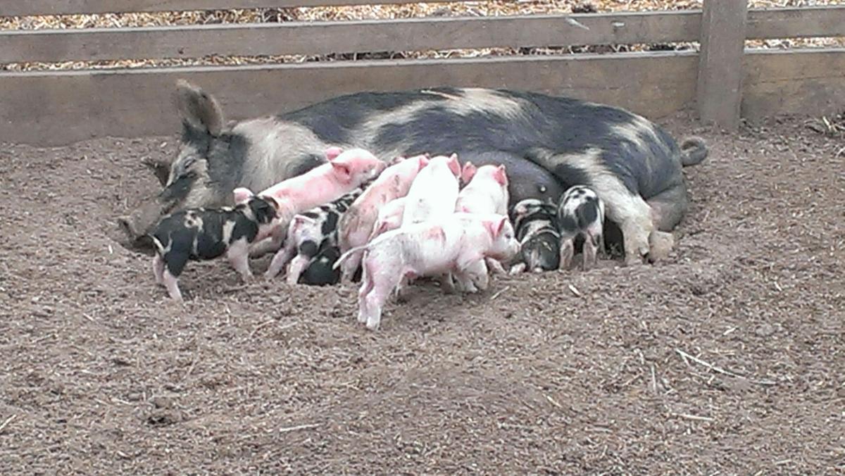 Animal Land Children's Farm