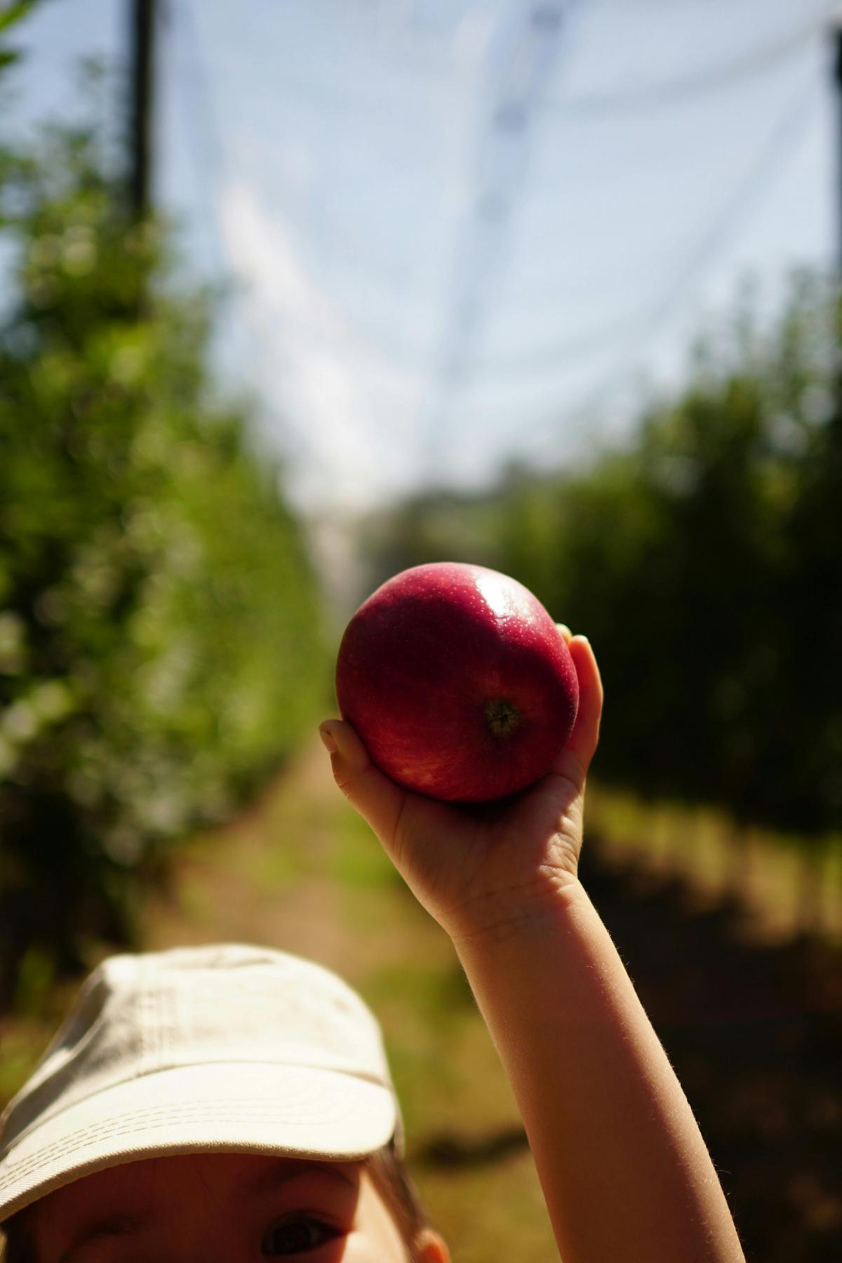 Find delicious fresh apples at Apteds