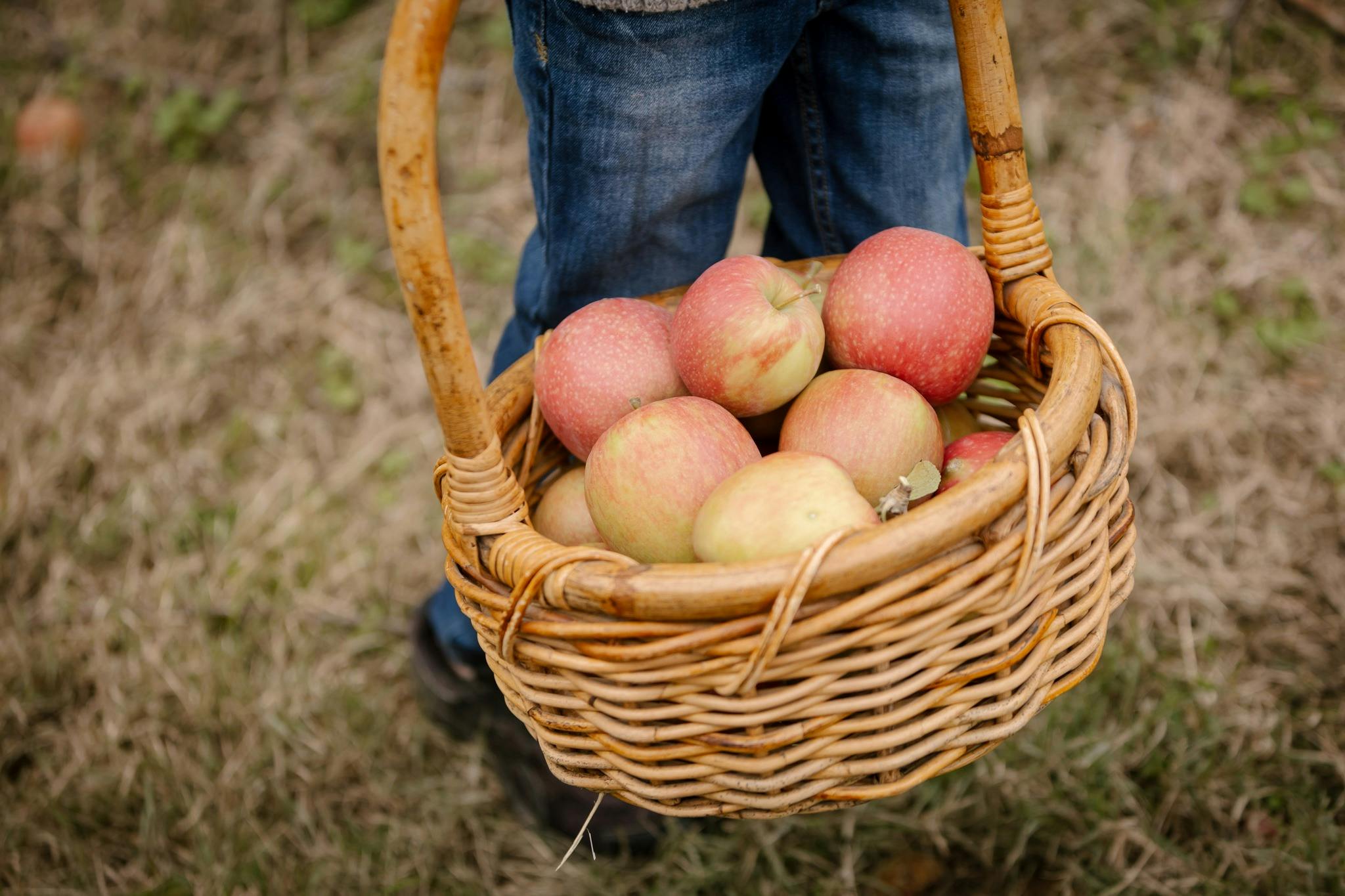 Apteds Pink Lady Apples picked from the trees by visitors.