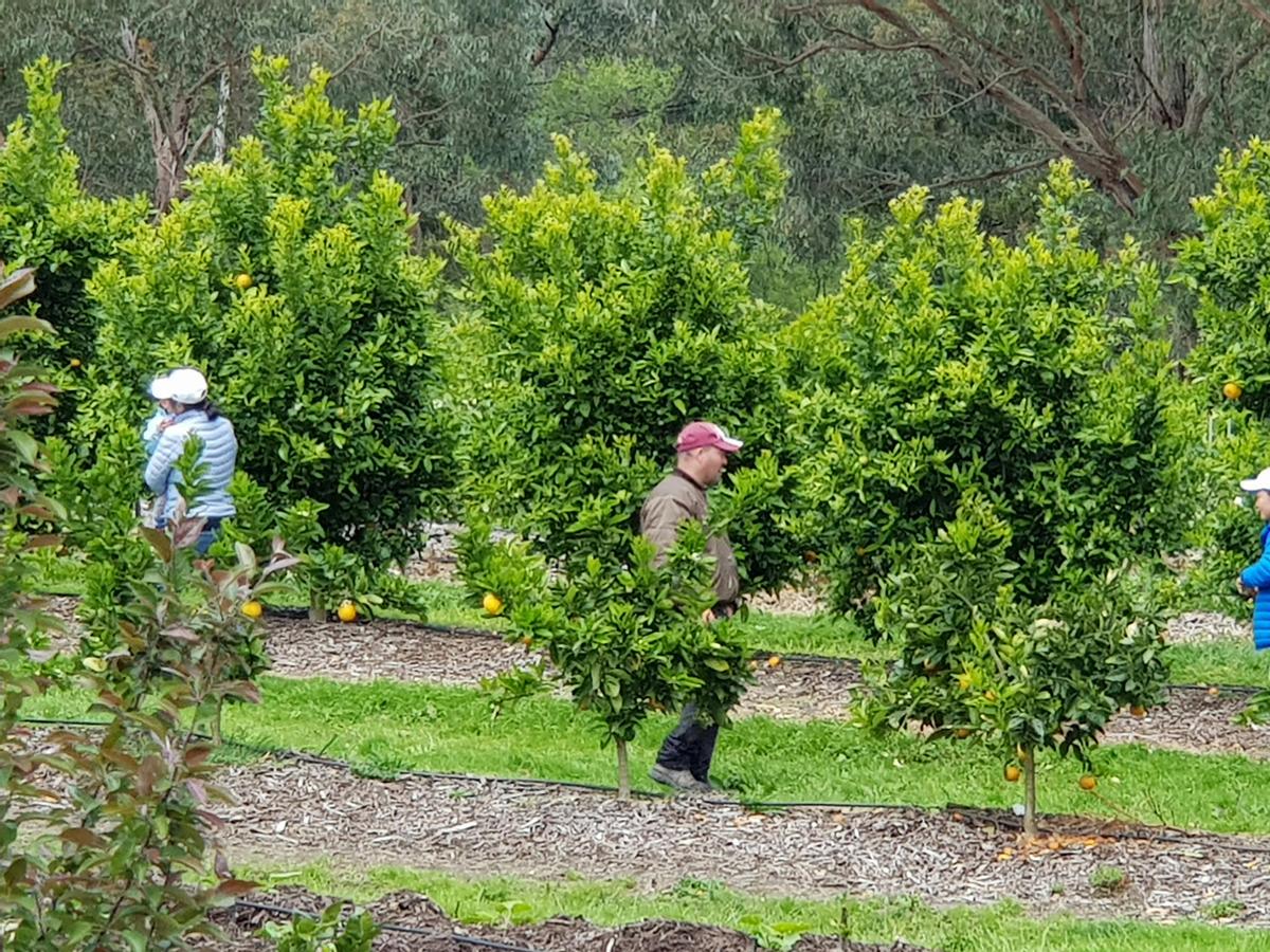 Rayners Orchard