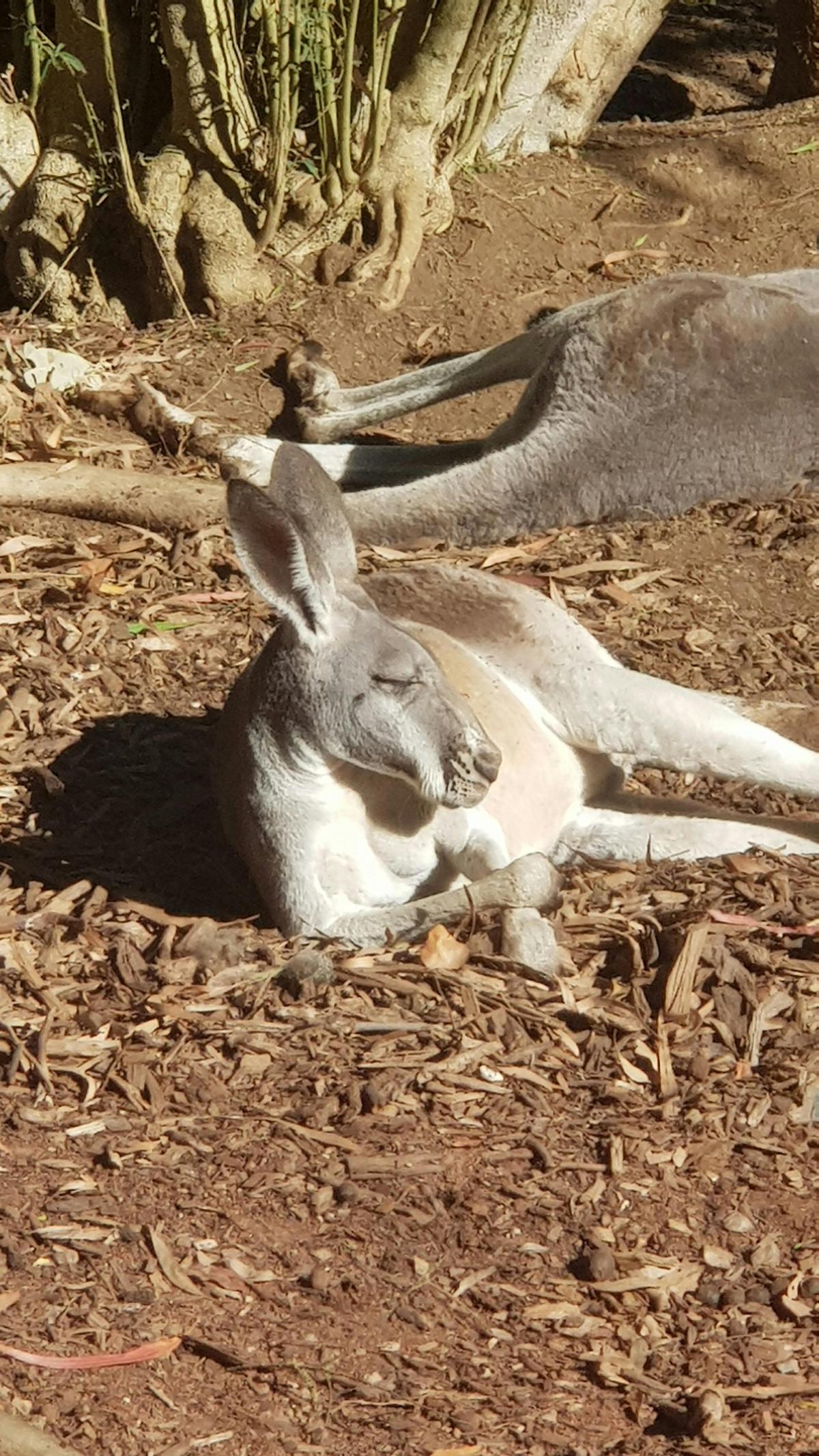 Healesville Wildlife Sanctuary