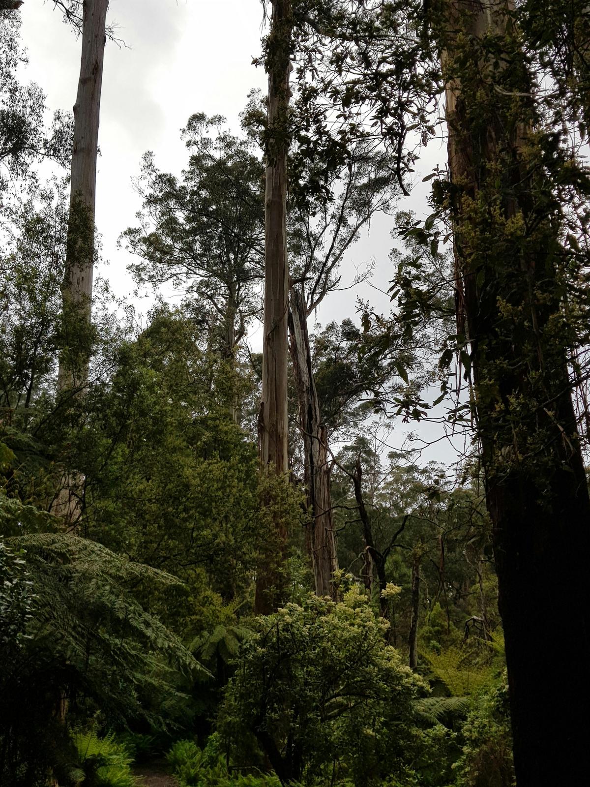 Dandenong Ranges