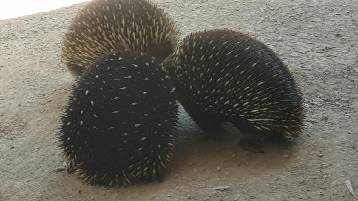Healesville Wildlife Sanctuary