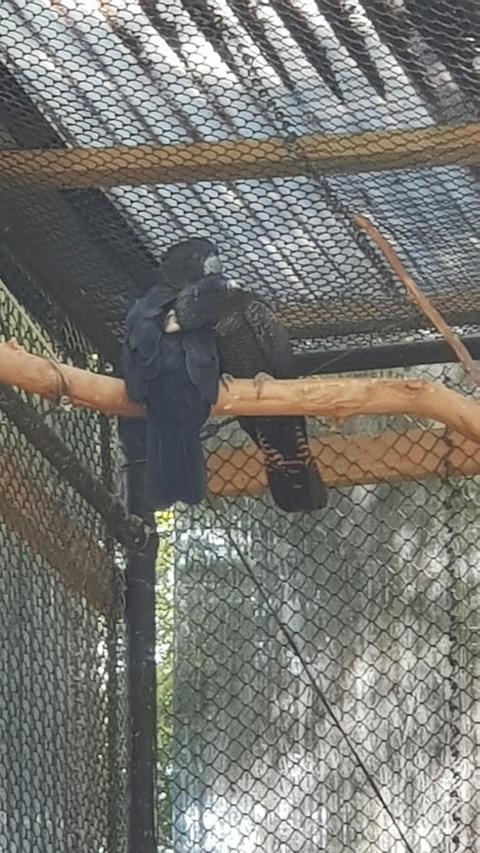 Healesville Wildlife Sanctuary