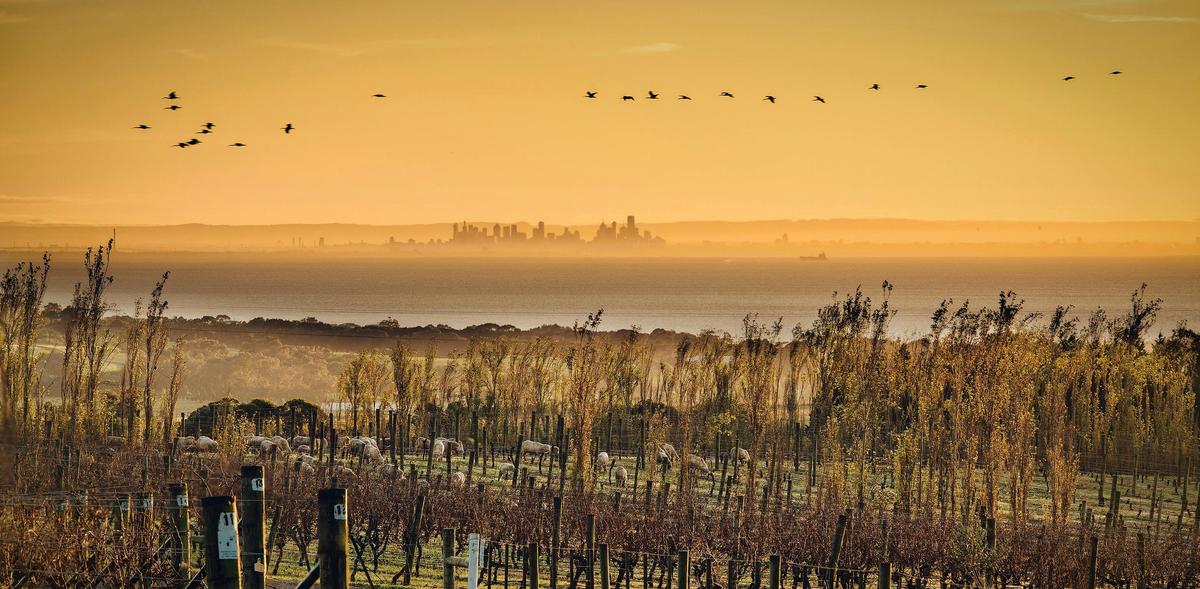 Scotchman Hill wines