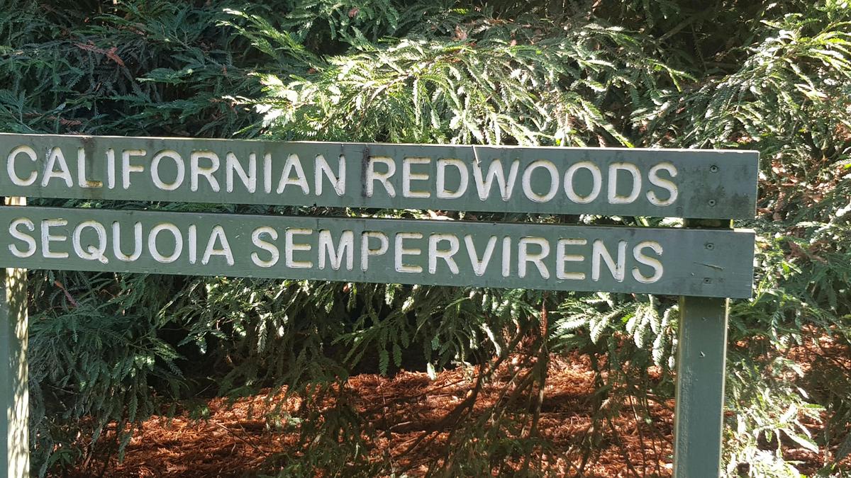 Californian Redwoods