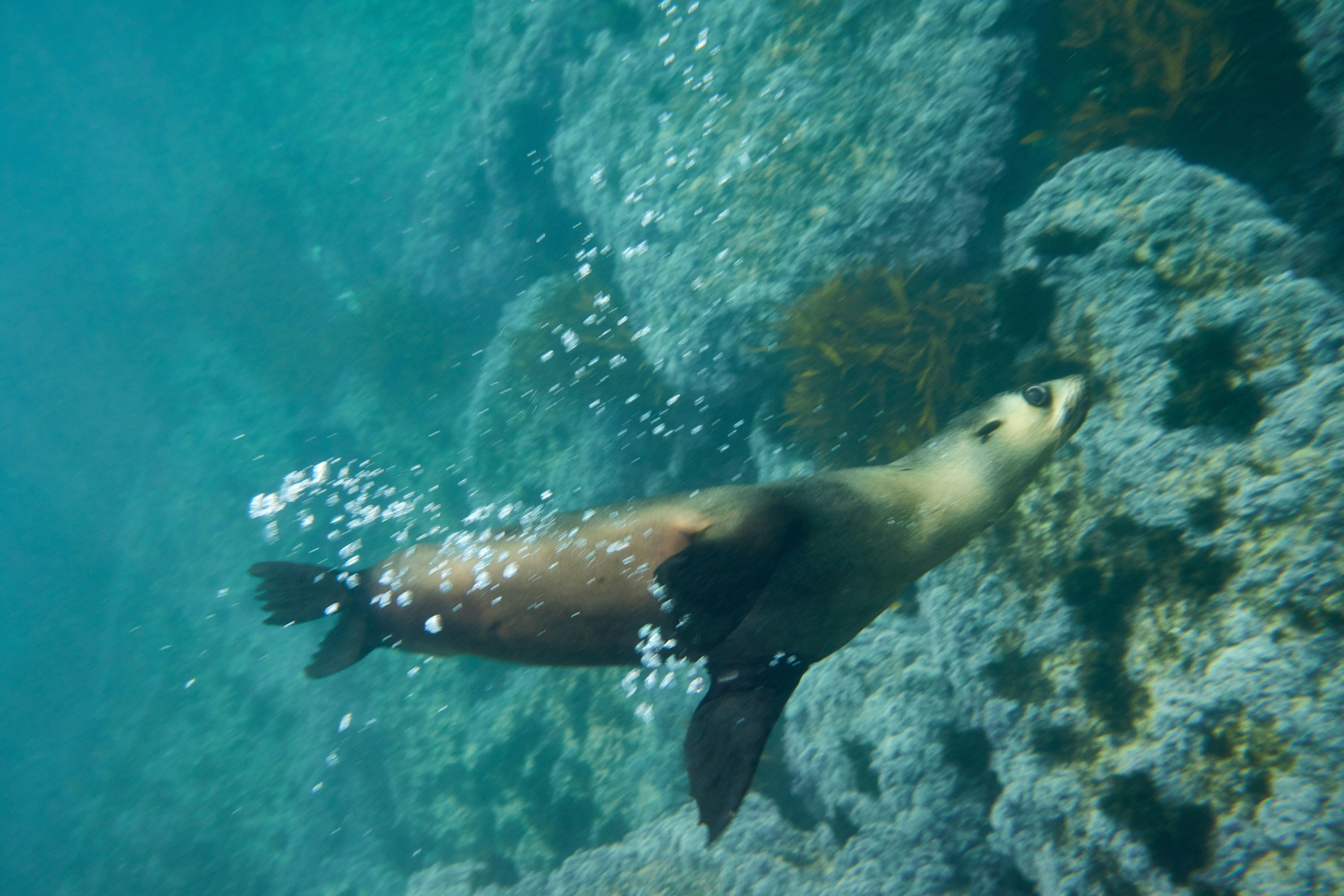Apollo Bay Surf & Kayak