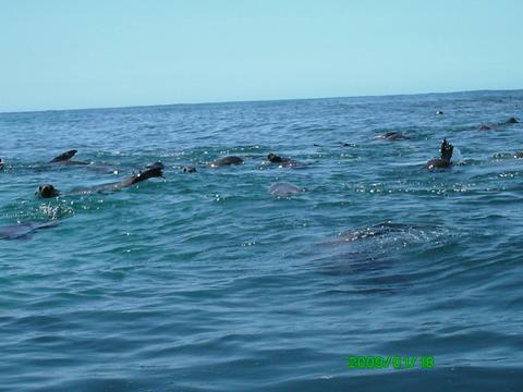 Seals Great Ocean Road