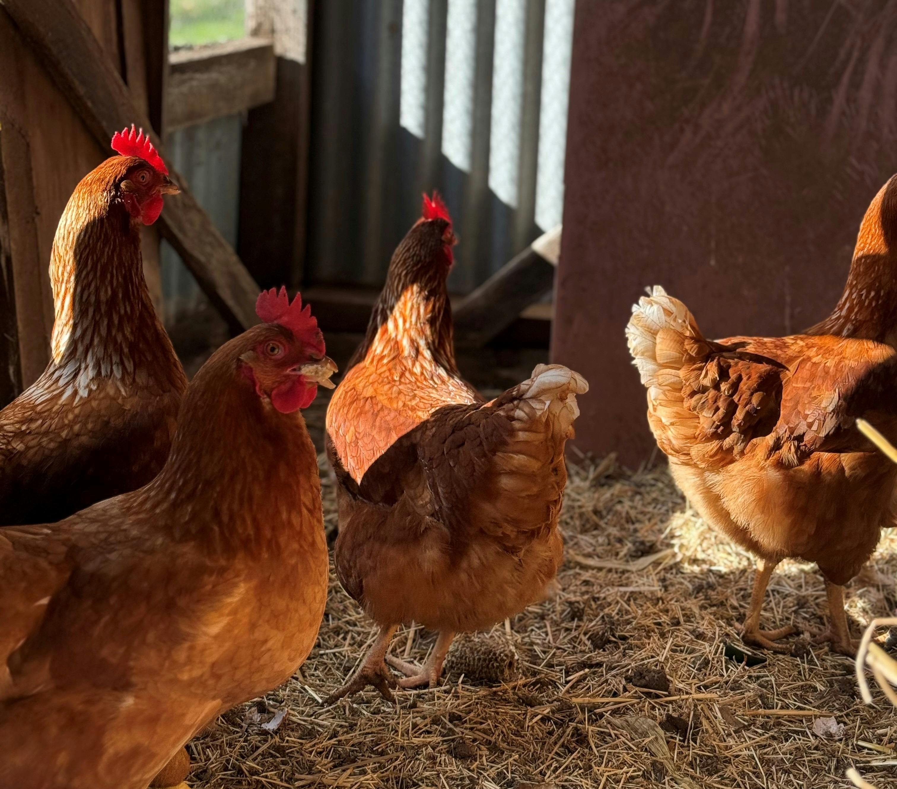 Feed the chooks at Argyle Farm