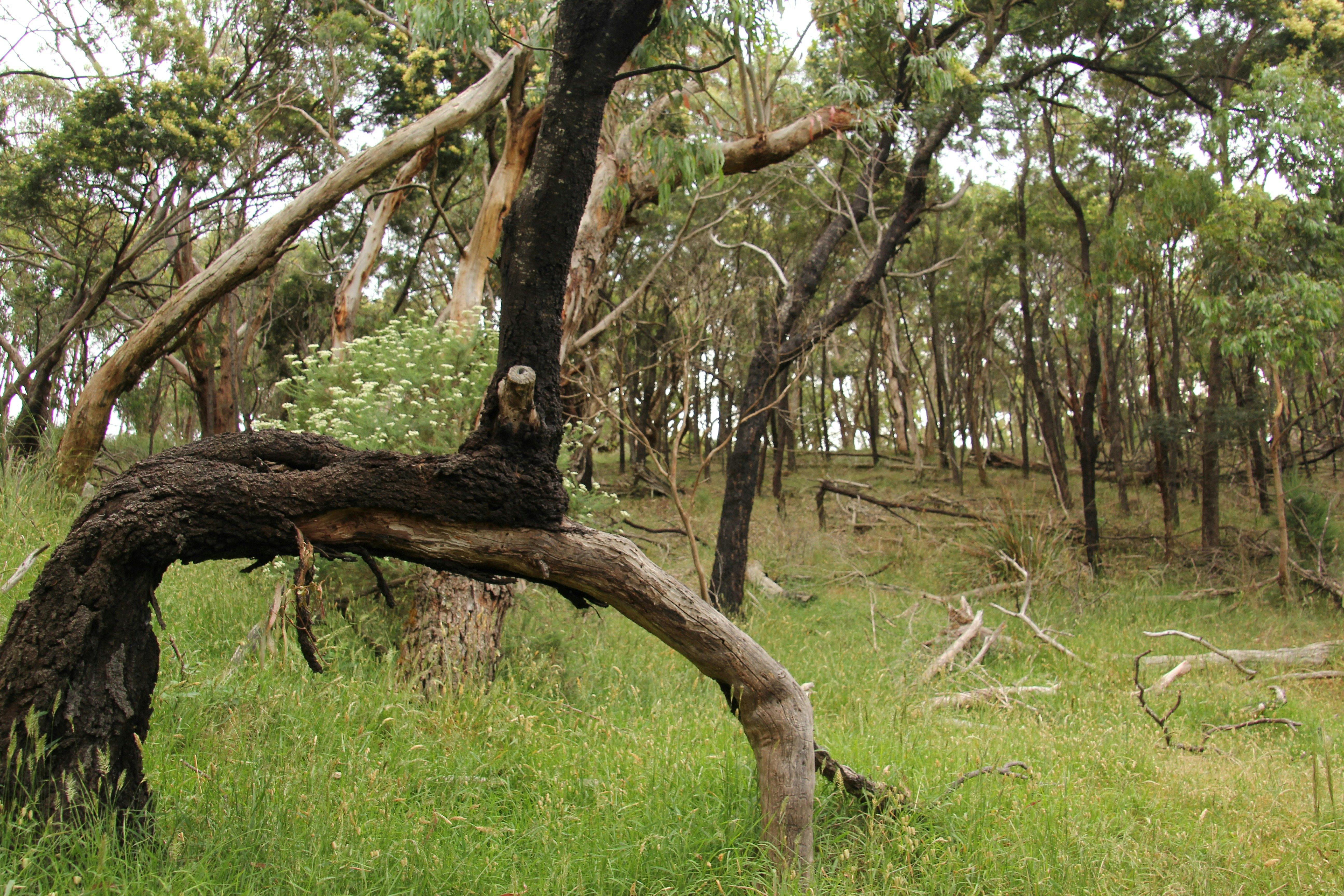 Arthurs Seat to McLaren Dam Walk (Two Bays Walking Track)