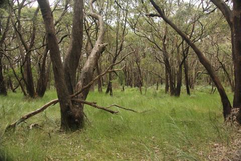 Arthurs Seat State Park