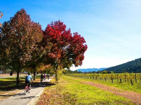 Cycling past a vineyard near Bright on the Murray to Mountains Rail Trail in Victoria.