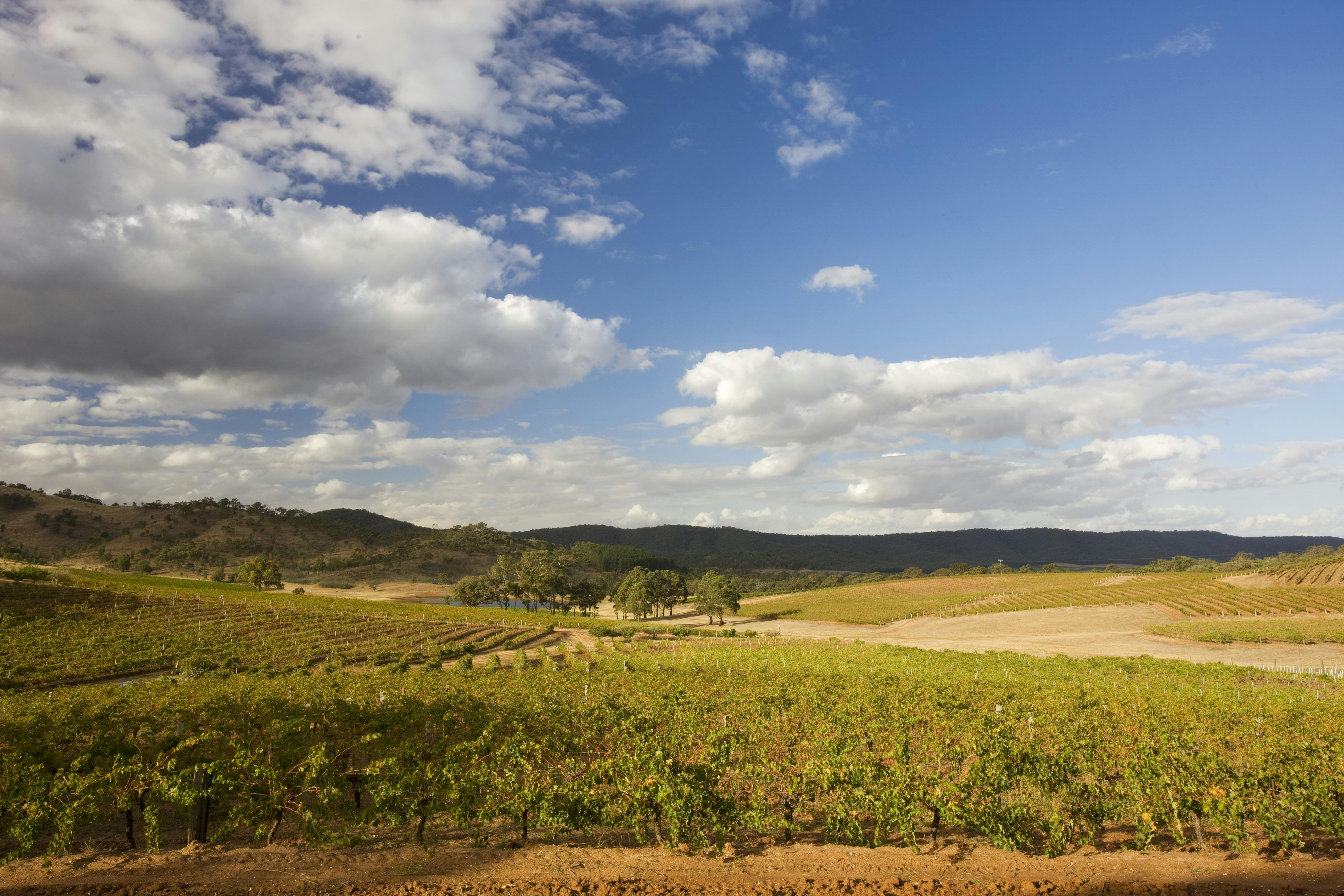 Blue Pyrenees Estate