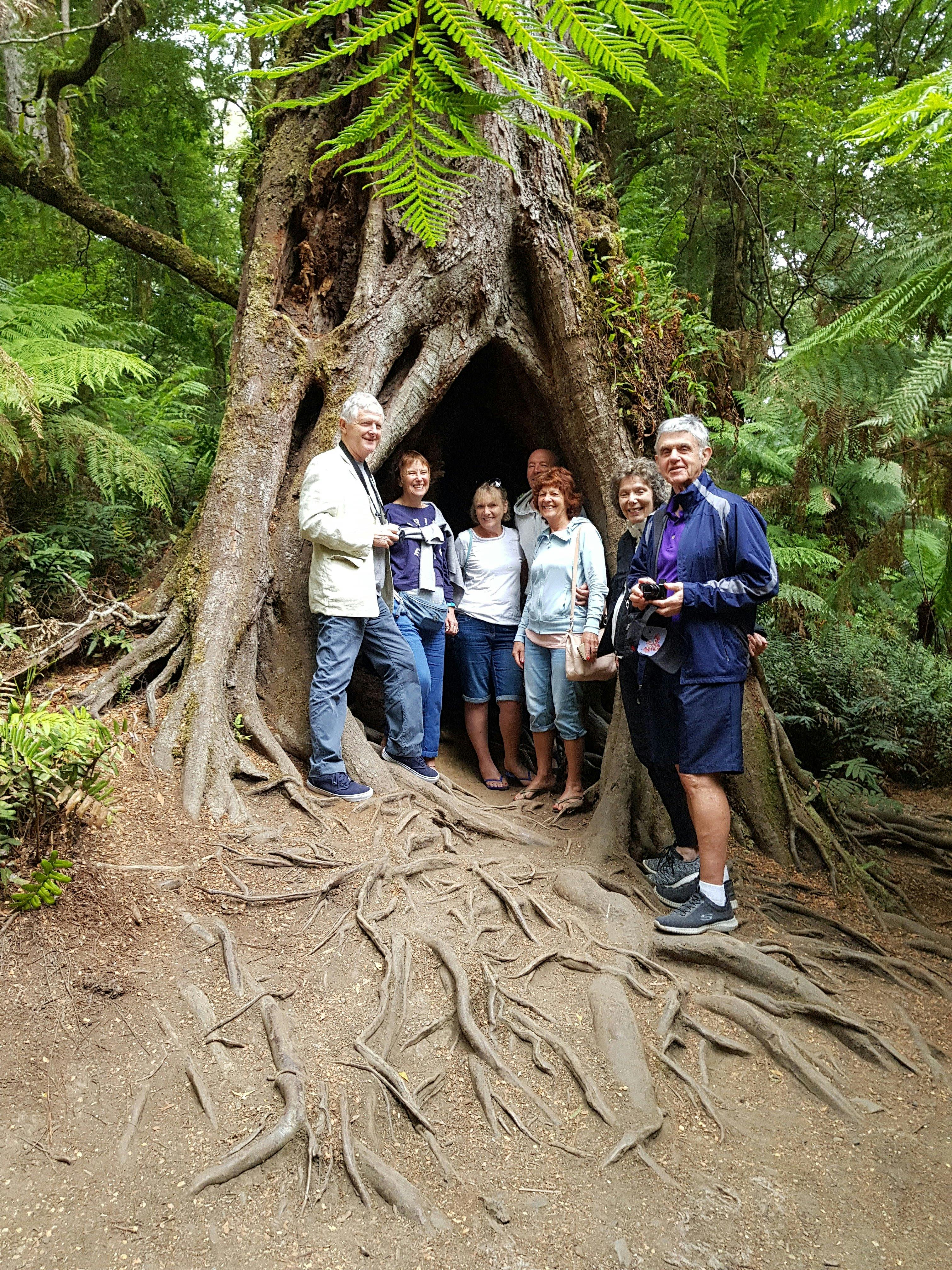 Maits Rest rainforest walk